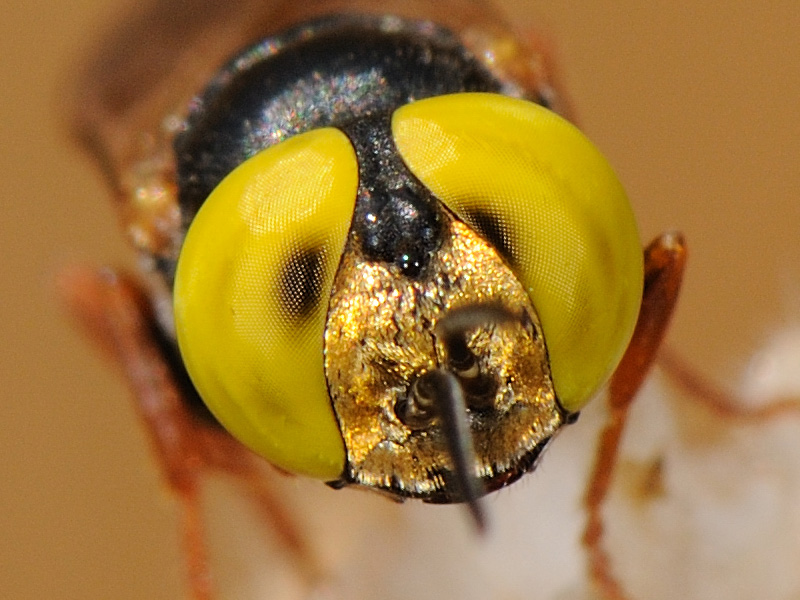 Stupendi occhi gialli: Tachysphex incertus rufiventralis M.